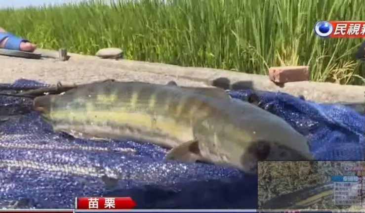 滿口尖牙勿接近!苗栗農田近年「遭怪魚入侵」繁殖力超強!專家揭開謎底:「牠完全沒有天敵」