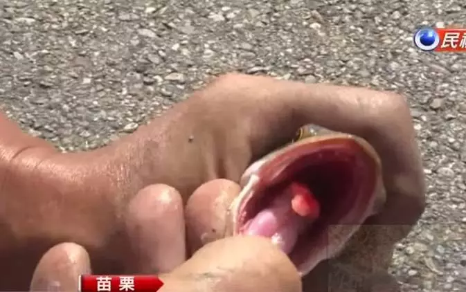 滿口尖牙勿接近!苗栗農田近年「遭怪魚入侵」繁殖力超強!專家揭開謎底:「牠完全沒有天敵」