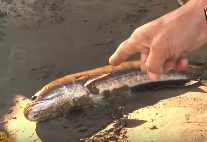 滿口尖牙勿接近!苗栗農田近年「遭怪魚入侵」繁殖力超強!專家揭開謎底:「牠完全沒有天敵」
