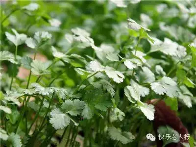 它被評為世界上最難吃的蔬菜,但排毒護腎降壓抗癌都得吃它!