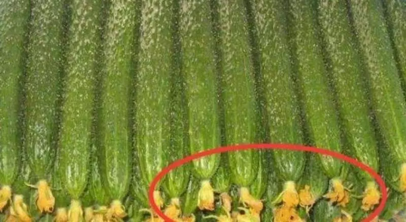菜市場最「臟」的3種蔬菜,很多人還不知道,常吃會讓你中毒、患癌、暈眩,把家裡的也扔了吧