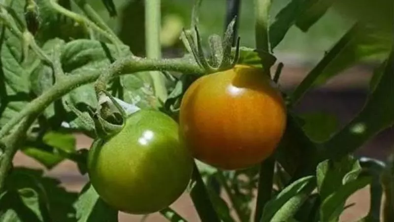 菜市場最「臟」的3種蔬菜,很多人還不知道,常吃會讓你中毒、患癌、暈眩,把家裡的也扔了吧
