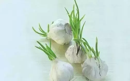 它發了芽再吃, 竟是「抗癌冠軍」, 特別是胃癌、肝癌、乳腺癌....以前扔了真是太浪費了!