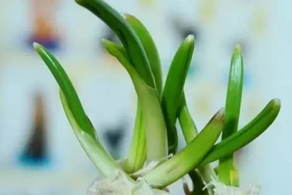 它發了芽再吃, 竟是「抗癌冠軍」, 特別是胃癌、肝癌、乳腺癌....以前扔了真是太浪費了!
