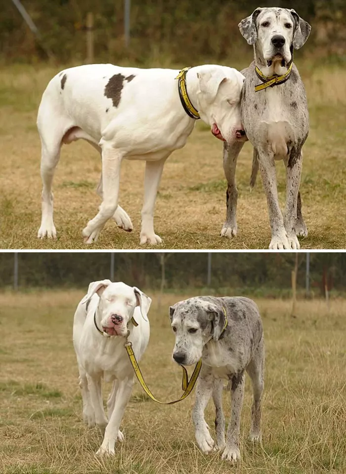 倫家還是寶寶啊? 25張大丹犬「沒發現自己很大隻」的爆笑時刻
