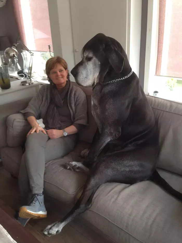 倫家還是寶寶啊? 25張大丹犬「沒發現自己很大隻」的爆笑時刻