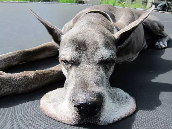 倫家還是寶寶啊? 25張大丹犬「沒發現自己很大隻」的爆笑時刻