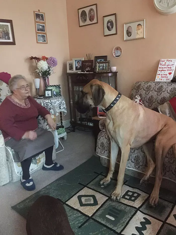 倫家還是寶寶啊? 25張大丹犬「沒發現自己很大隻」的爆笑時刻