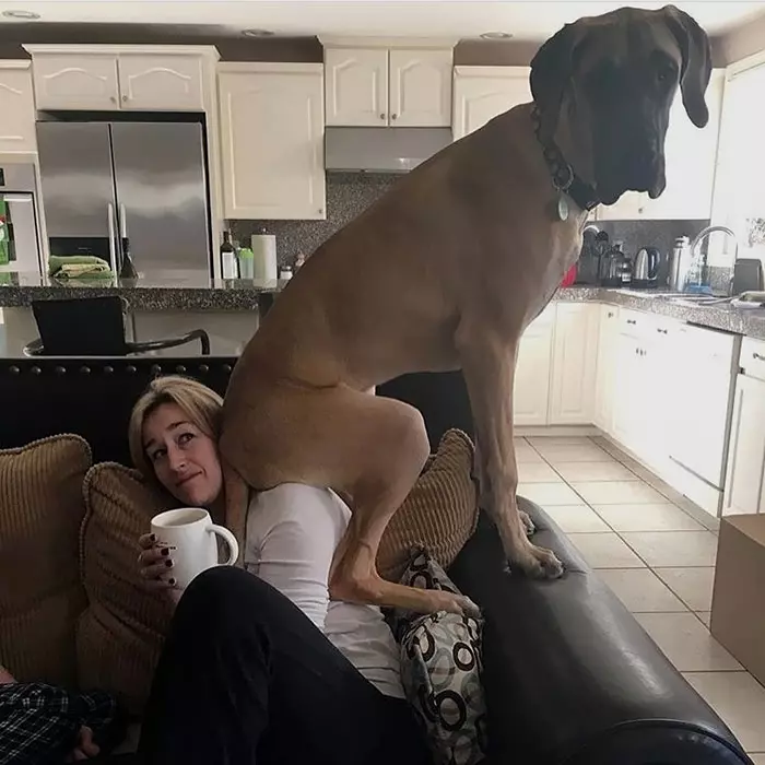 倫家還是寶寶啊? 25張大丹犬「沒發現自己很大隻」的爆笑時刻