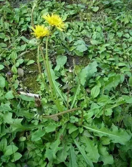 3種野菜,春天趕緊種上,清熱解毒,涼拌炒菜越嚼越香!