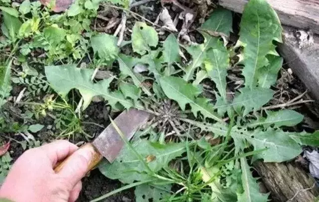 3種野菜,春天趕緊種上,清熱解毒,涼拌炒菜越嚼越香!