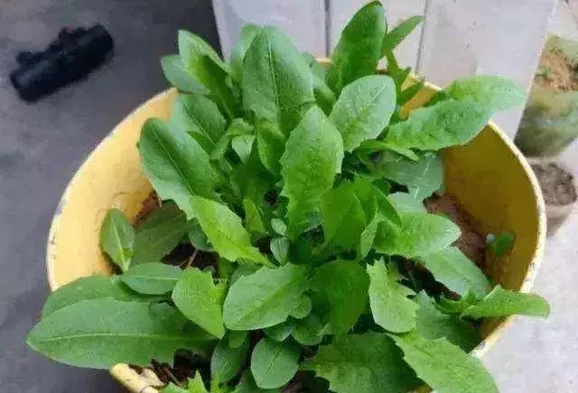 3種野菜,春天趕緊種上,清熱解毒,涼拌炒菜越嚼越香!