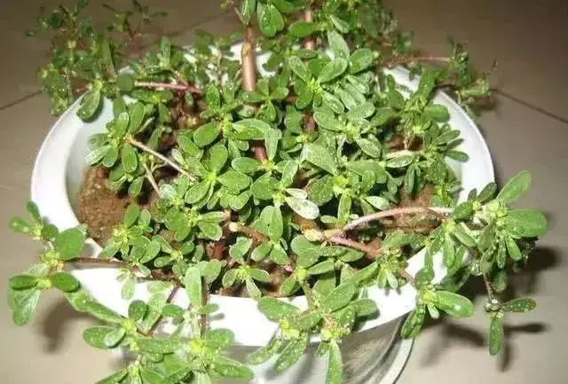 3種野菜,春天趕緊種上,清熱解毒,涼拌炒菜越嚼越香!