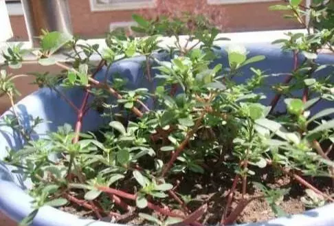 3種野菜,春天趕緊種上,清熱解毒,涼拌炒菜越嚼越香!