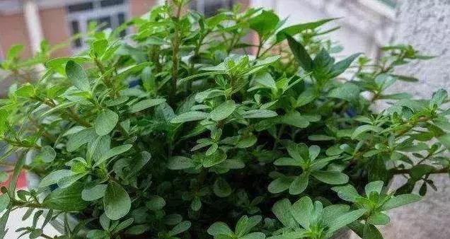 3種野菜,春天趕緊種上,清熱解毒,涼拌炒菜越嚼越香!
