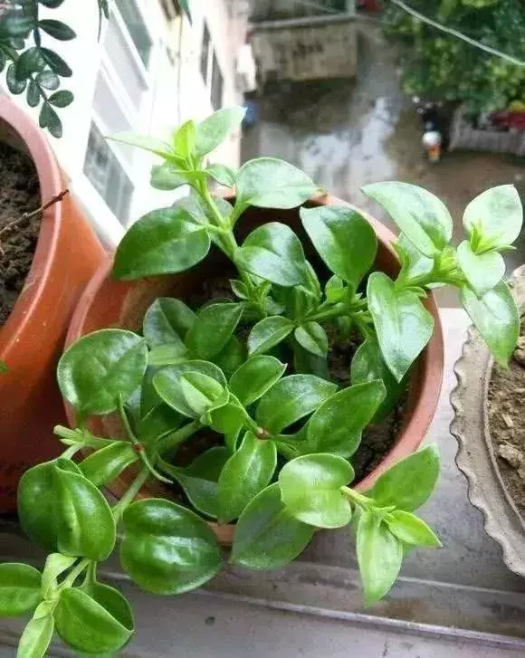 3種野菜,春天趕緊種上,清熱解毒,涼拌炒菜越嚼越香!