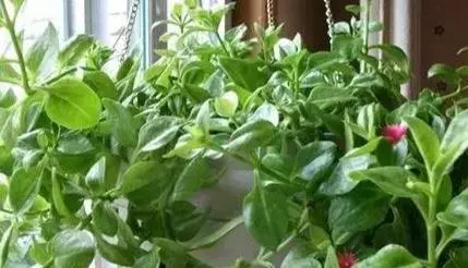 3種野菜,春天趕緊種上,清熱解毒,涼拌炒菜越嚼越香!
