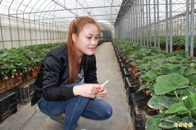 採草莓不必跑大湖! 中壢也有草莓秘境