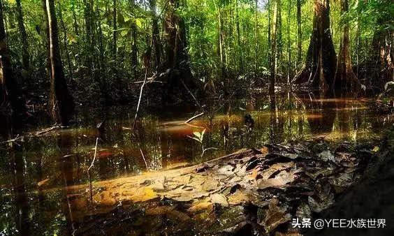 亞馬遜河橫著走的頂級殺手,食人魚躲著走,鱷魚只能選擇同歸於盡