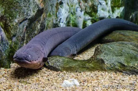 亞馬遜河橫著走的頂級殺手,食人魚躲著走,鱷魚只能選擇同歸於盡