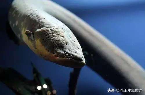 亞馬遜河橫著走的頂級殺手,食人魚躲著走,鱷魚只能選擇同歸於盡