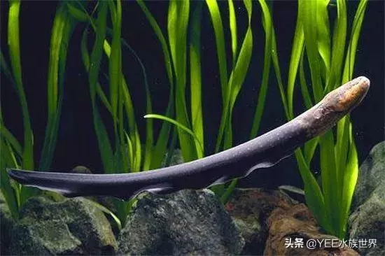 亞馬遜河橫著走的頂級殺手,食人魚躲著走,鱷魚只能選擇同歸於盡