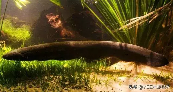 亞馬遜河橫著走的頂級殺手,食人魚躲著走,鱷魚只能選擇同歸於盡