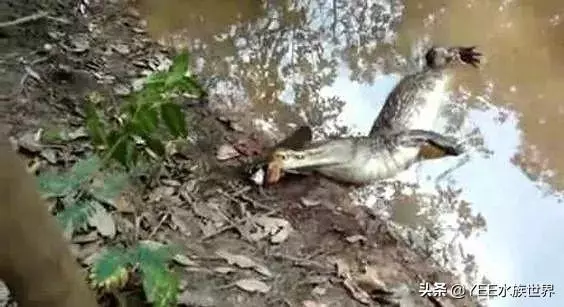 亞馬遜河橫著走的頂級殺手,食人魚躲著走,鱷魚只能選擇同歸於盡