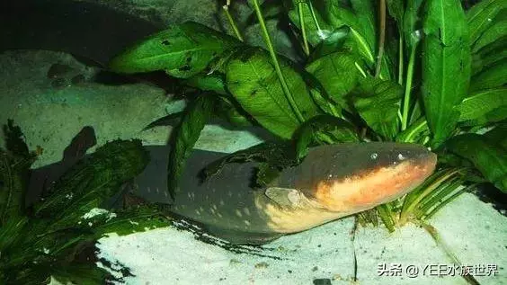 亞馬遜河橫著走的頂級殺手,食人魚躲著走,鱷魚只能選擇同歸於盡