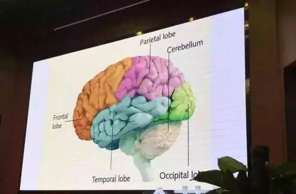 (腦科教授)腦科學家洪蘭教授為你揭秘:發展孩子大腦最好的3個方法,讓孩子更聰明