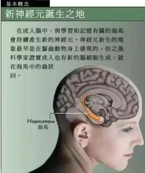 (腦科教授)腦科學家洪蘭教授為你揭秘:發展孩子大腦最好的3個方法,讓孩子更聰明