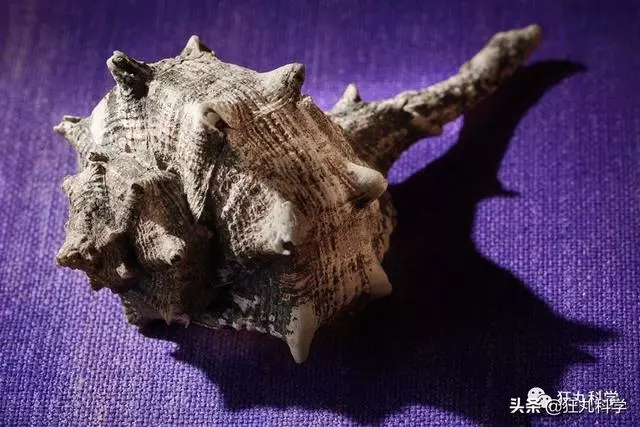 國旗為什麼沒有紫色的?別問,問就是窮