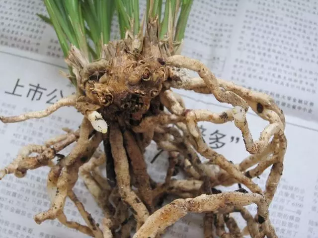 喝剩的水隨便一倒？改變這個習慣，你的盆栽還有救