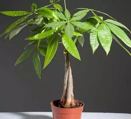 喝剩的水隨便一倒？改變這個習慣，你的盆栽還有救