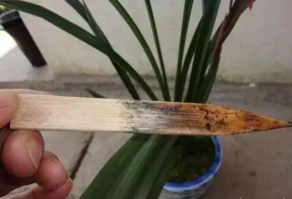 喝剩的水隨便一倒？改變這個習慣，你的盆栽還有救