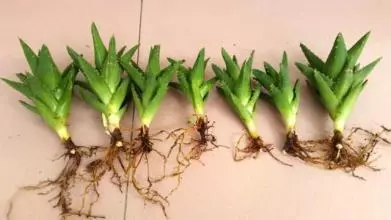 喝剩的水隨便一倒？改變這個習慣，你的盆栽還有救