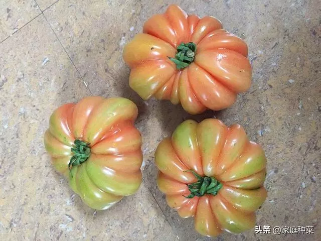 現在的番茄,再也吃不到兒時的味道?這樣種才能更有「番茄味」!
