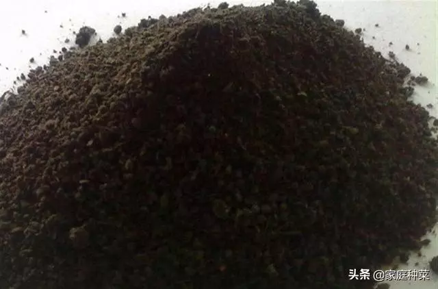 現在的番茄,再也吃不到兒時的味道?這樣種才能更有「番茄味」!