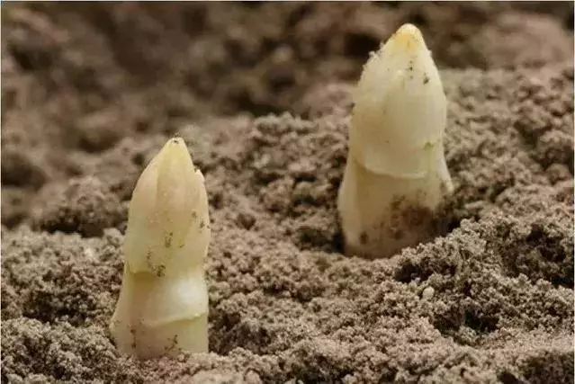 新奇特蔬菜品種大集合,你可能都沒有見過!