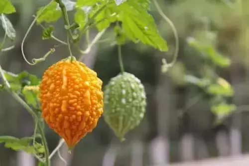 新奇特蔬菜品種大集合,你可能都沒有見過!