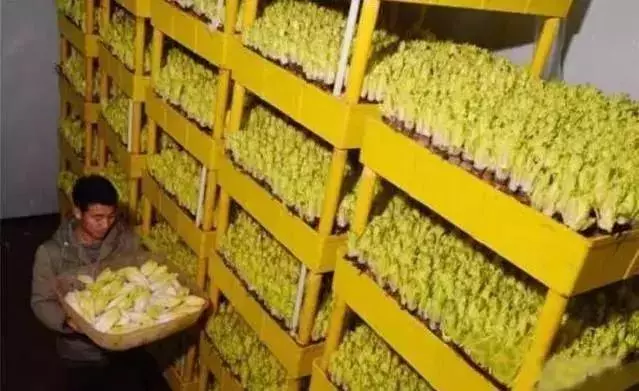 新奇特蔬菜品種大集合,你可能都沒有見過!
