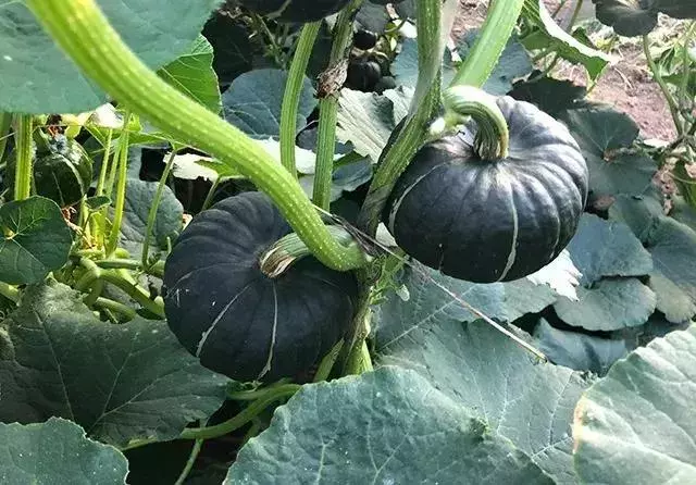 新奇特蔬菜品種大集合,你可能都沒有見過!