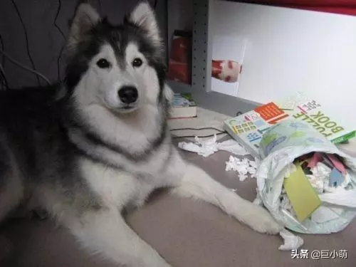 狗狗喜歡吃紙巾?別再責怪狗狗了,它可能只是太愛你