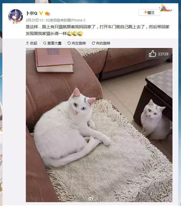 野貓跟著老媽回家...竟然「跟家裡的貓99%撞臉」她超無奈:分不出來了!