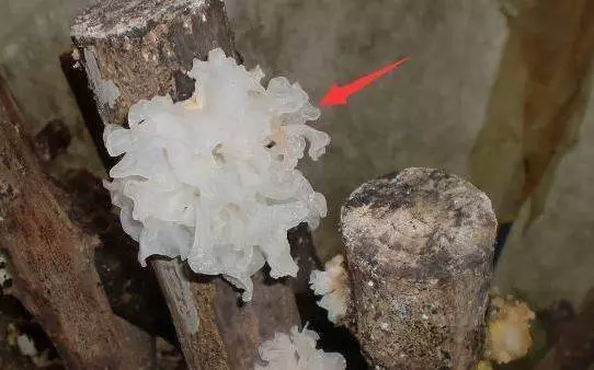 菜市場「最髒」的3種蔬菜,吃一口傷一次肝,很多人還不知道!