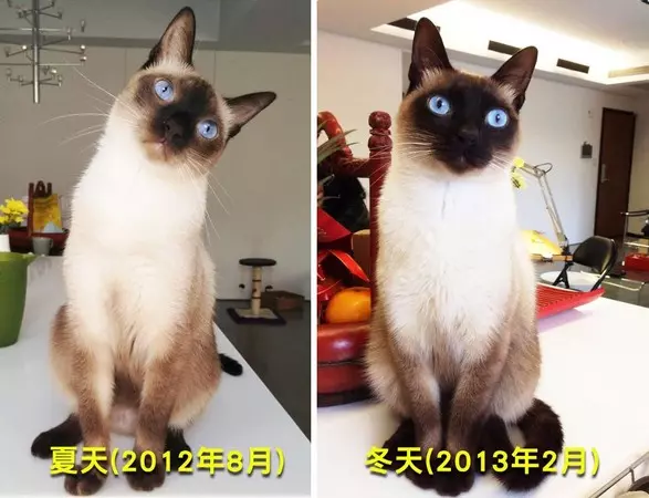暹羅貓的臉一天比一天黑主人都不安了,直到聽了獸醫的話「回到家馬上開空調」