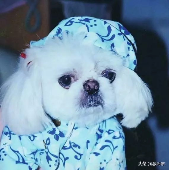 孫儷-西西:15年的陪伴美好卻短暫