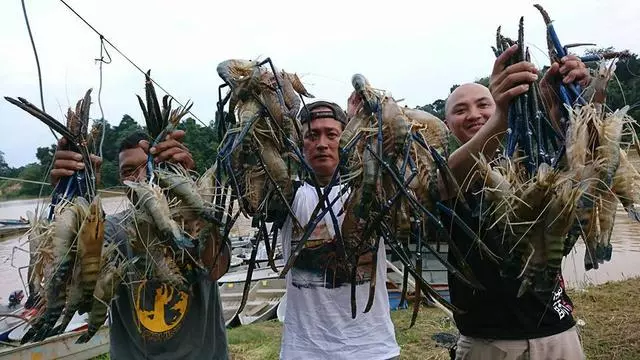 越南湄公河泛濫的大羅氏蝦,又被中國釣友給狠狠的收拾了一次!