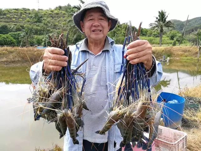 越南湄公河泛濫的大羅氏蝦,又被中國釣友給狠狠的收拾了一次!