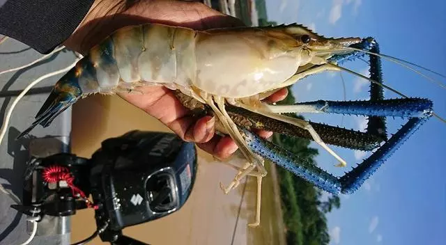 越南湄公河泛濫的大羅氏蝦,又被中國釣友給狠狠的收拾了一次!